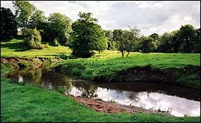 Waggle dog walking in Handforth, Cheshire
