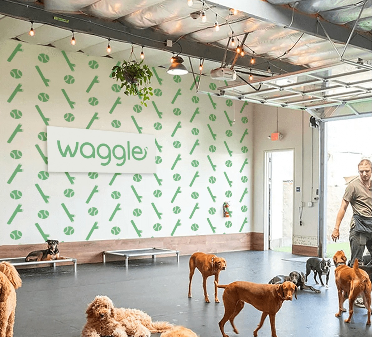 Dogs playing at Waggle Daycare with the Waggle logo on a branded feature wall in Handforth, Wilmslow