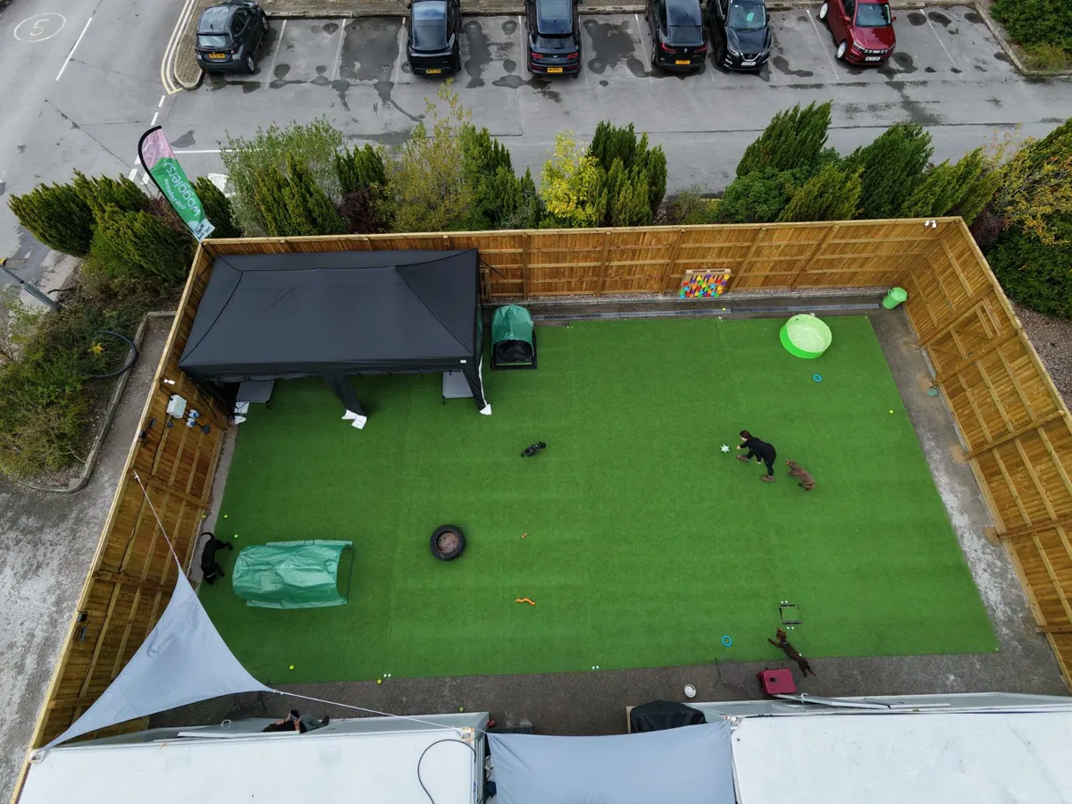 Dogs playing at Wagglers Dog Daycare in Handforth, Wilmslow