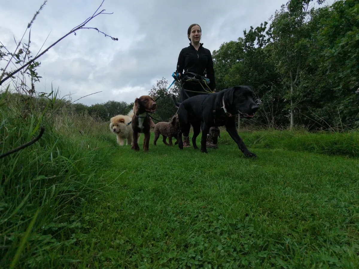 Sophie Braybrooke, owner of Wagglers, walking a group of dogs in Wilmslow