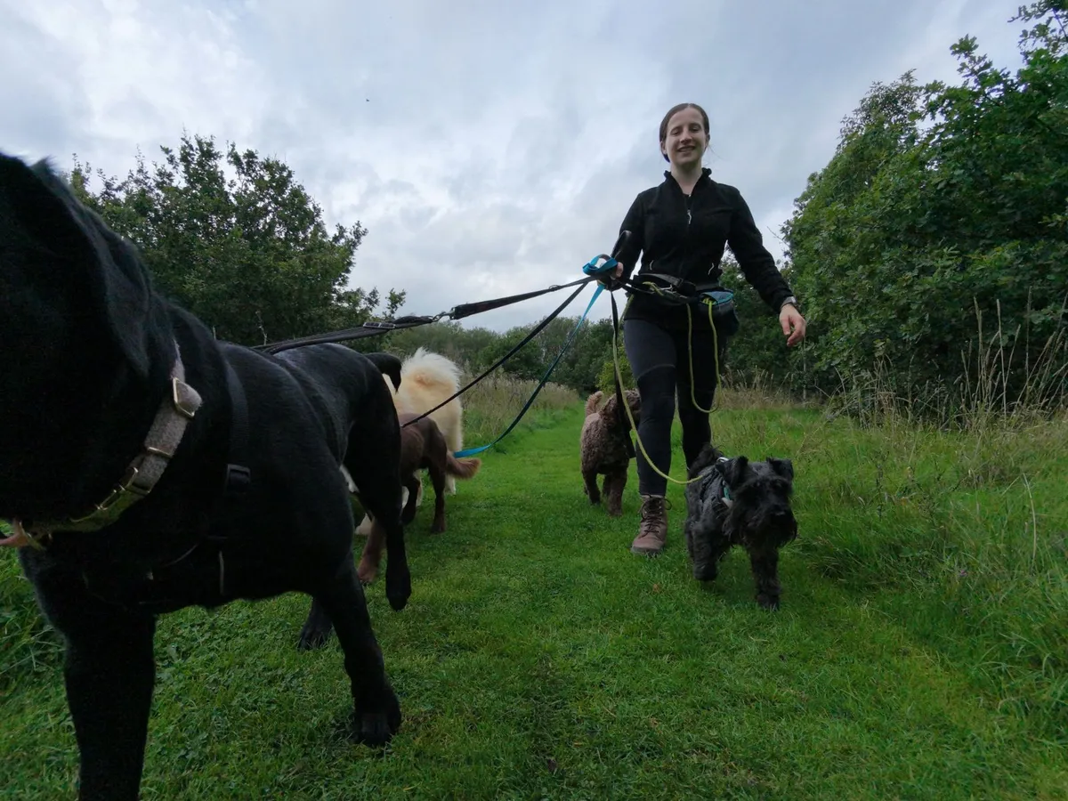 Wagglers Trek, longer adventures for energetic dogs