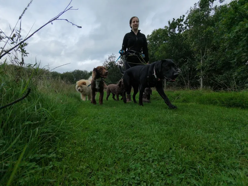 Wagglers dog walking across the SK9 area, Cheshire